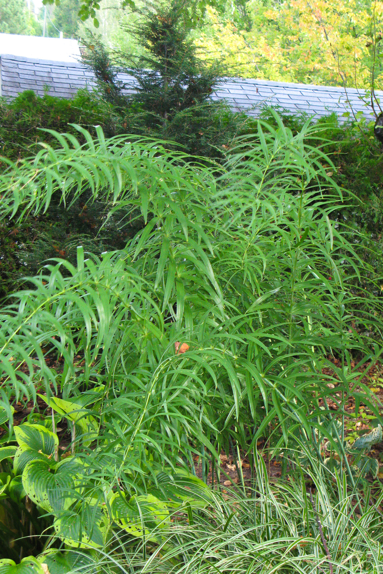 Polygonatum - sibiricum